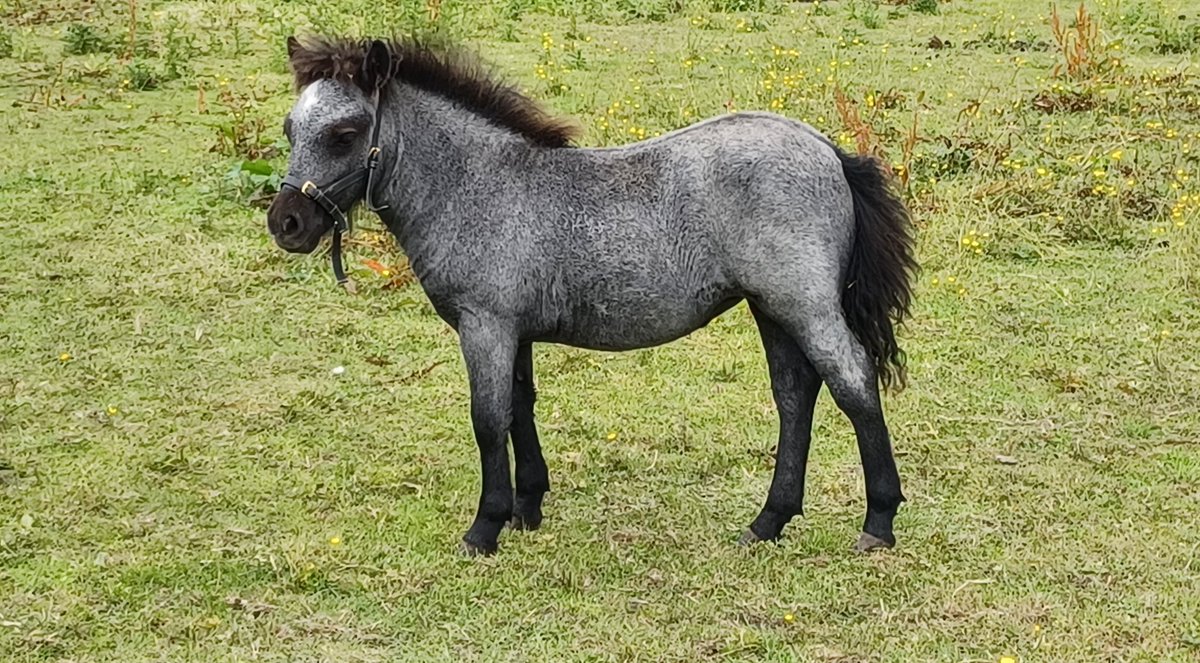 Silver filly Mirabell
#BlueRoan #StandardShetlandPony #NativeBreed #Foaling2023