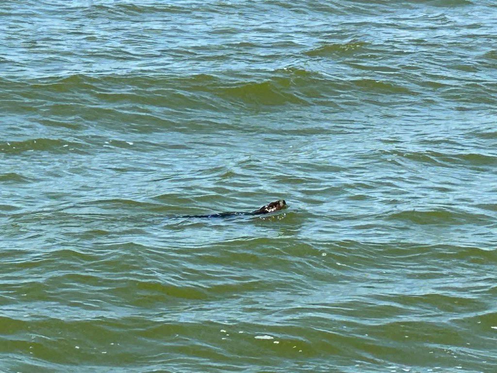 MarchandMolly's tweet photo. That is an otter at #PointComfort on the bay of #GreenBay and in my 61 years, I’ve never seen one before. https://t.co/VA8NYBtIUJ