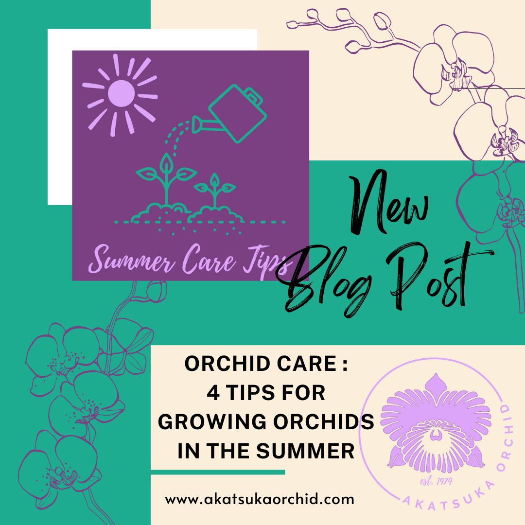 AkatsukaOrchid's tweet photo. Summer is here and we’re excited 🌞 But are your orchids? Read our new blog post to find a few keys to summer growing: https://t.co/JFjRbJVs2k  #orchidcare https://t.co/BjW7gwfaoc