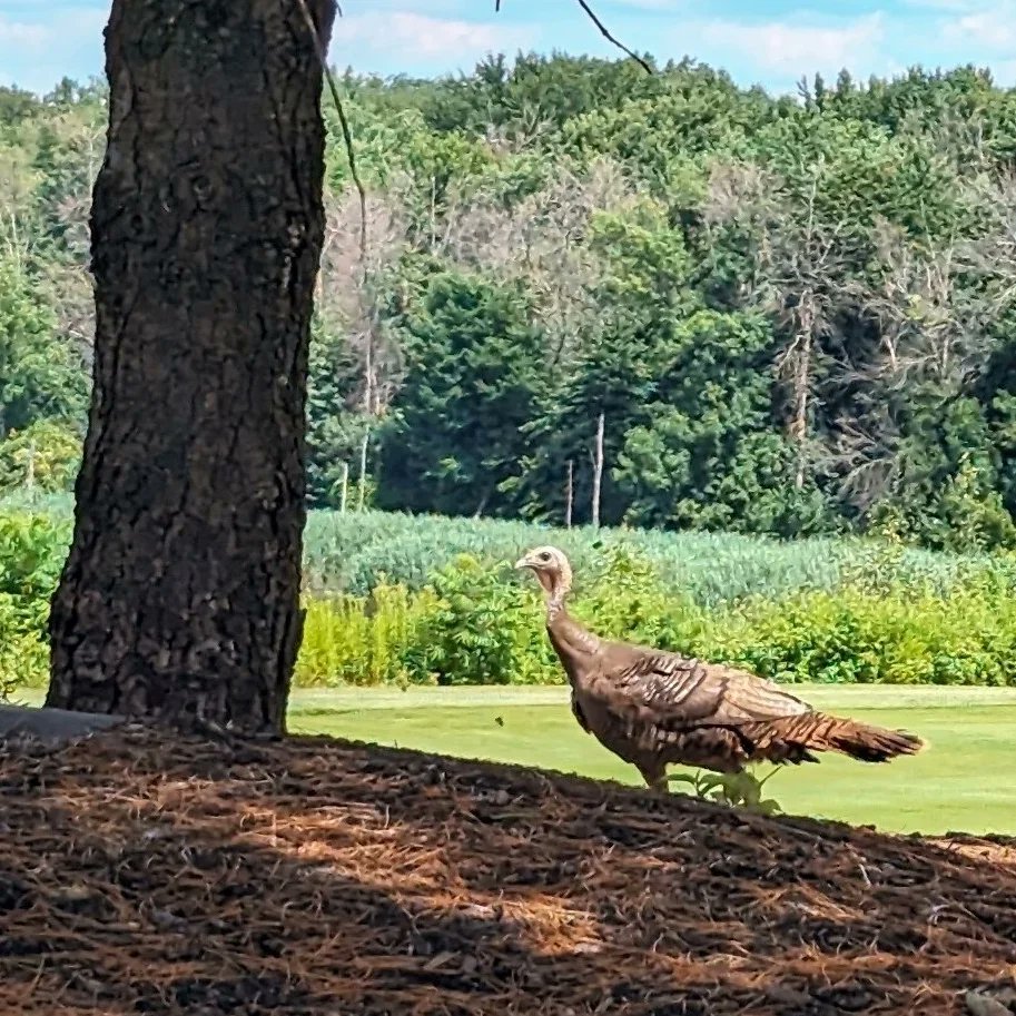 Del_UncleRalph's tweet photo. I wasn't the only turkey on the golf course today. And in the woods. 
#businessislikegolf 
#writersatwork https://t.co/a8KzvoxbBu