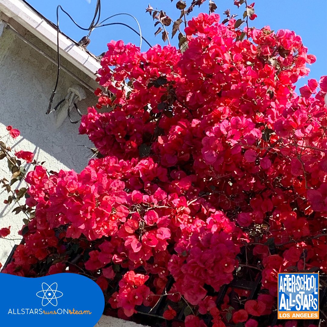 ASAS-Los Angeles tweet media