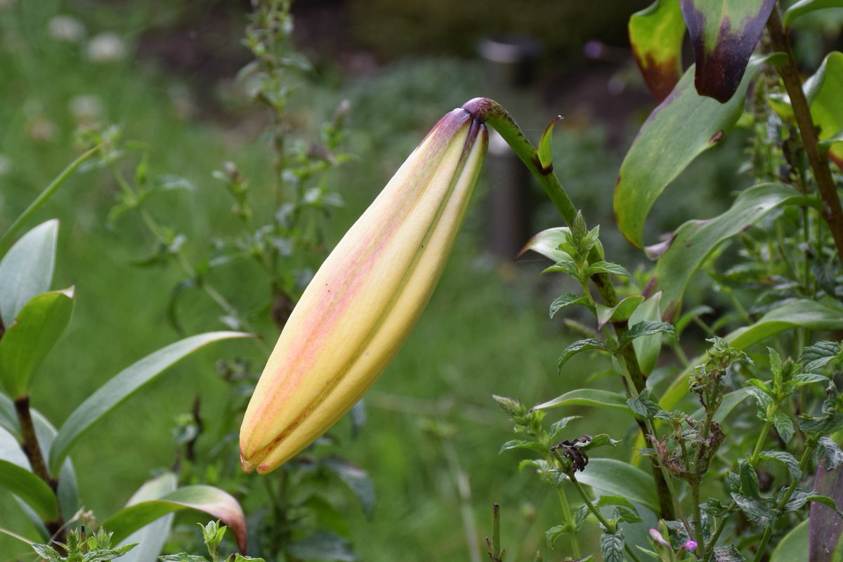 MyGarden_Uk's tweet photo. Random Photos from the garden.
@des_farrand
#BeautifulFlowers #Nature #DayPhotos #Thursday #ColoursOfNature #Flowers #Random #WildFlowers #Anemone #hybrida #Honorine #Jobert #Lily https://t.co/USqkip4MI2