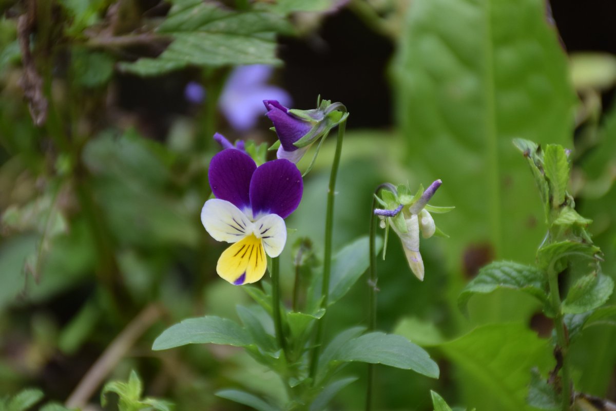MyGarden_Uk's tweet photo. Random Photos from the garden.
@des_farrand
#BeautifulFlowers #Nature #DayPhotos #Thursday #ColoursOfNature #Flowers #Random #WildFlowers #Anemone #hybrida #Honorine #Jobert #Lily https://t.co/USqkip4MI2