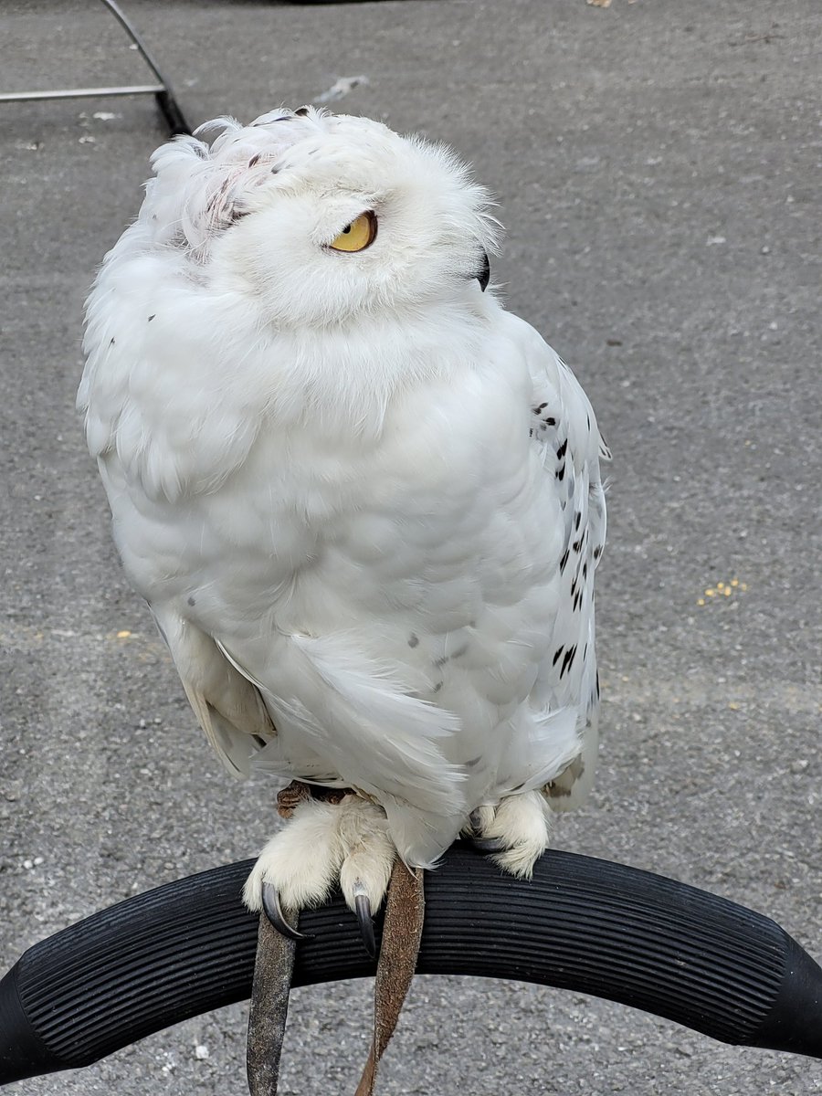 BCSchool1's tweet image. BCS held an Eco-Day for the whole of year 9! Students got to complete activities including falconry, foraging, shelter building and more; building connectivity with nature and improving understanding of sustainability. #outdoorlearning #LoveLearningLoveLife