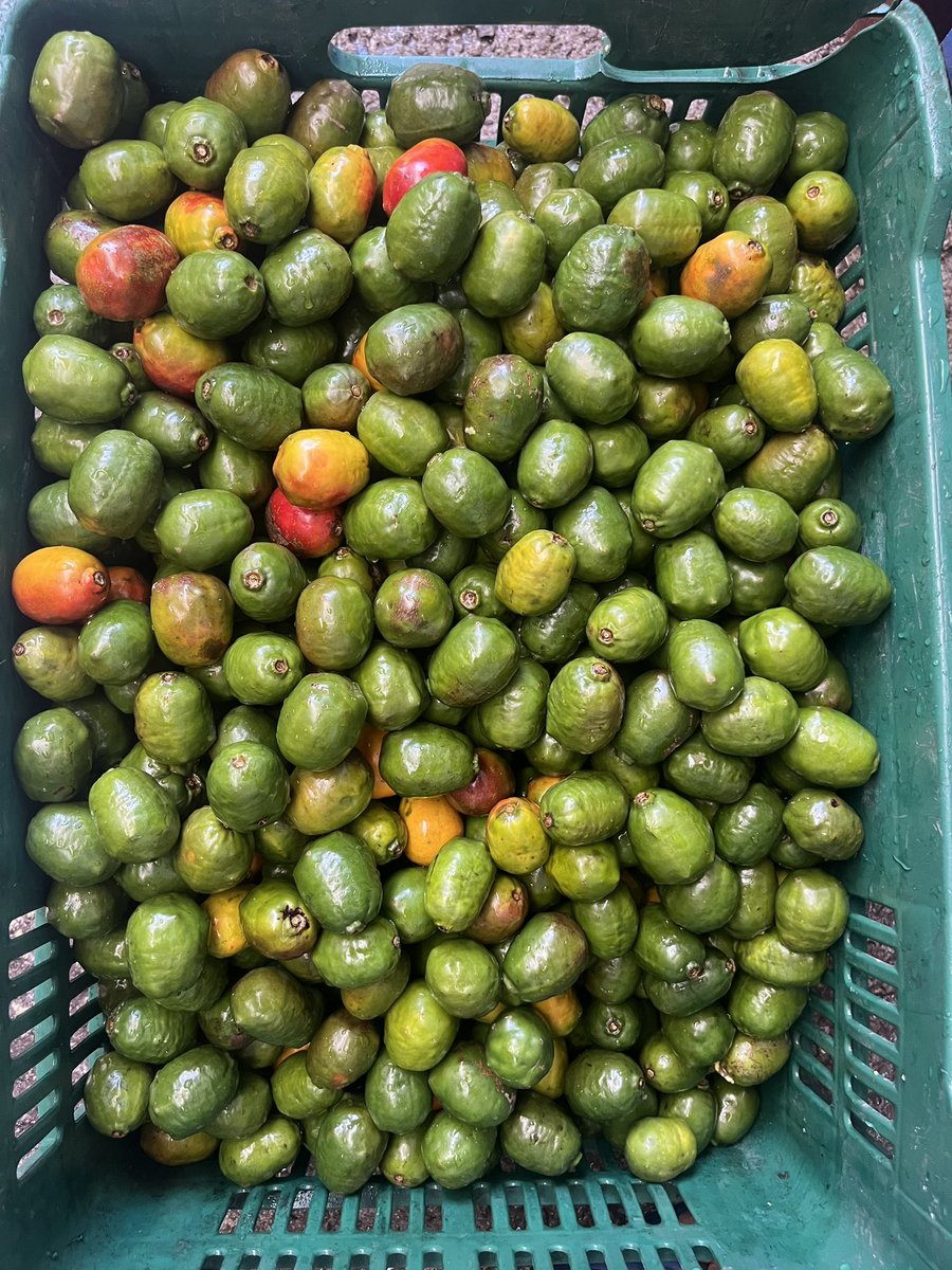 mangosvane's tweet photo. ¡Oferta imperdible! 🌟🍈 Disfruta del sabor tropical de los jocotes frescos al mejor precio en Santa Ana y alrededores. 🍹🌴
🥭 Jocotes a ₡3000 el kilo.
🥭 Lleva 2 kilos por tan solo ₡5500.
🥭 ¡Medio kilo a solo ₡1500! 
📞 ¡Haz tu pedido al 64138664! Contamos con domicilio🚚🏡 https://t.co/d5Fackg5Eq