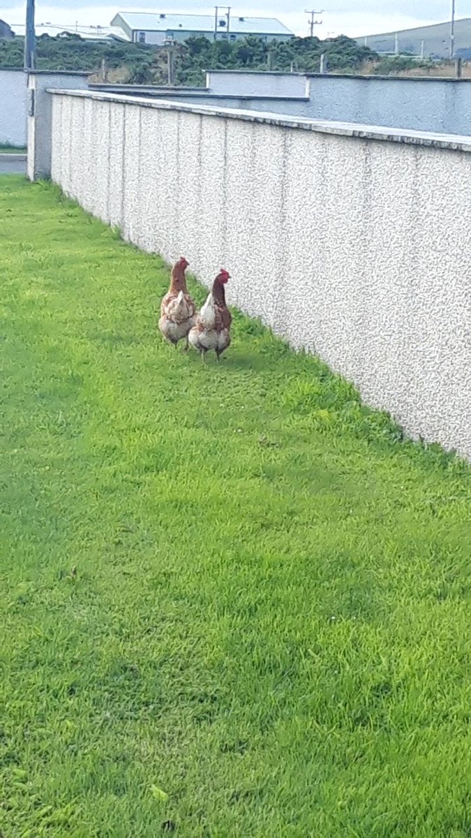 DanteNDigitalis's tweet photo. Coralled some escaped chickens off the main road tonight, during my @HelpforHeroes #weightedwalk 

5.4 miles done with 38kg. Chooks rescued. 109.96/150. Bring It 👣 👣

#Donate #RT #Like everything helps.n( Official link in bio.) https://t.co/8FVaCAySJH