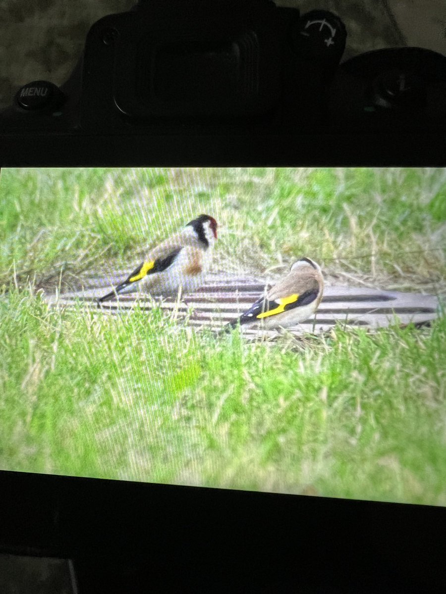 Menjabin's tweet photo. Puttertje gered, uit de put @VroegeVogels @vogelnieuws 😌 https://t.co/zwnOW7ykDP