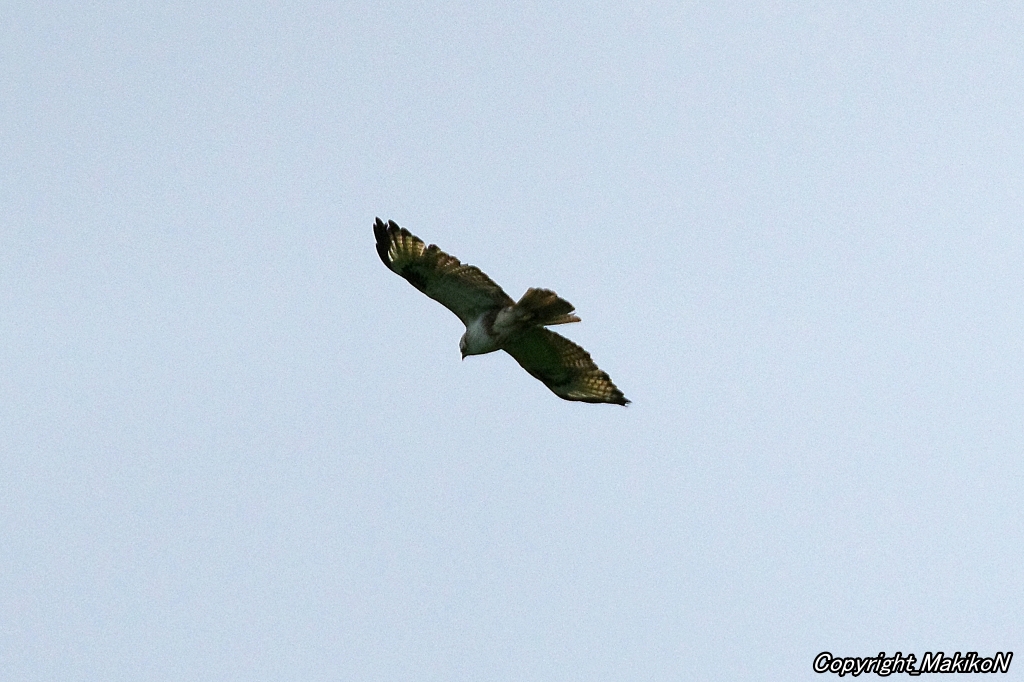 crow_research's tweet photo. ホバリングしていたノスリ。
#ノスリ #Buteo_buteo #Common_Buzzard
#MakikoNakamura #sapporocrowResearch #中村眞樹子 #NPO法人札幌カラス研究会 #PENTAX #pentaxk3mkiii #pentax_dfa150450 #sapporo #wildbird https://t.co/X32qxBlIc5