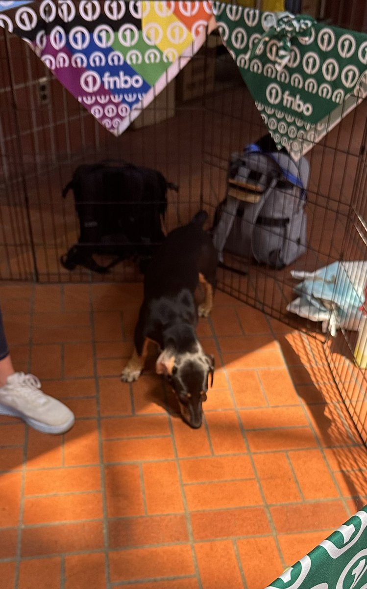 MeanJerryGaming's tweet image. Does your convention have playful yaps emanating from the official Puppy Pit? Because #NebraskaCode does!
If you’re feeling really stressed, I feel bad for you son.
I got 99 problems, but a lack of puppies ain’t one.
#nebrcode