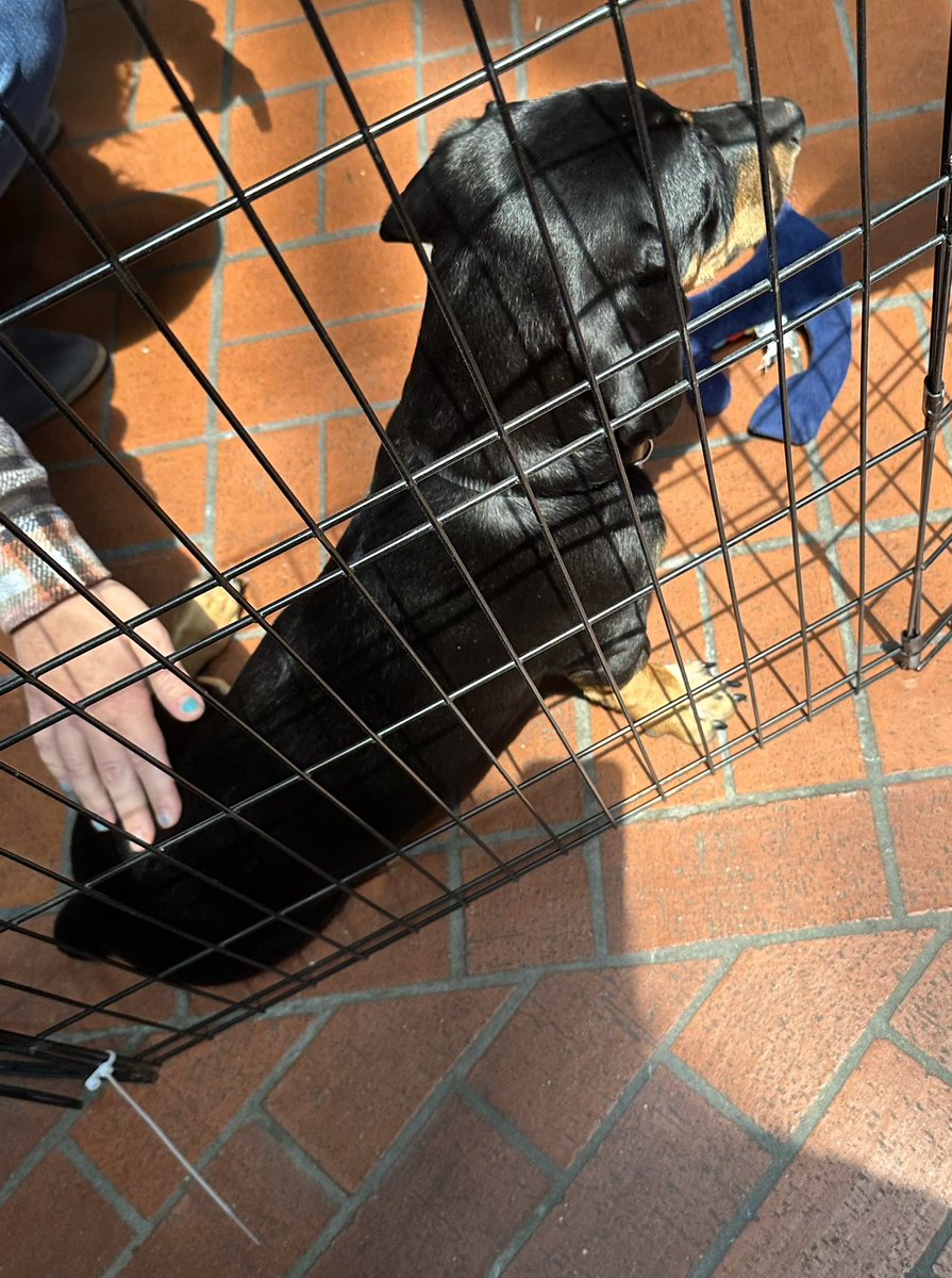 MeanJerryGaming's tweet image. Does your convention have playful yaps emanating from the official Puppy Pit? Because #NebraskaCode does!
If you’re feeling really stressed, I feel bad for you son.
I got 99 problems, but a lack of puppies ain’t one.
#nebrcode