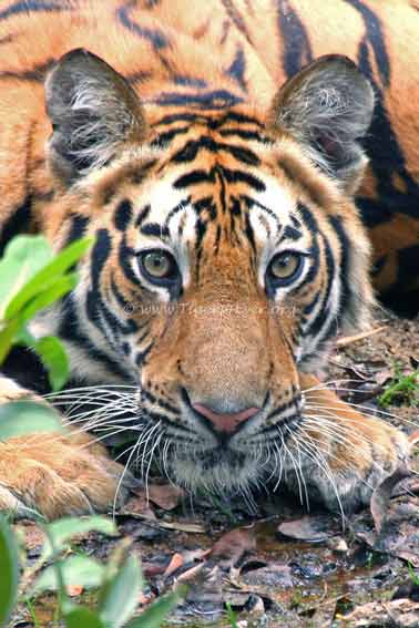 Tigers4Ever2010's tweet photo. There are many ways for companies to help us give wild #Tigers wild futures! Whether you want to donate a % of your sales, do staff fundraising/collect in store. Your company could sponsor our website or donate to us via #PayrollGiving #WednesdayThought https://t.co/SyEiVCdG65 https://t.co/3IgnC7gg2w