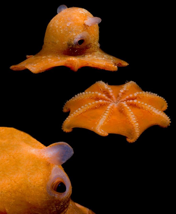marinecuties's tweet photo. ✿˖° Pancake octopus !! https://t.co/icfske1NqJ