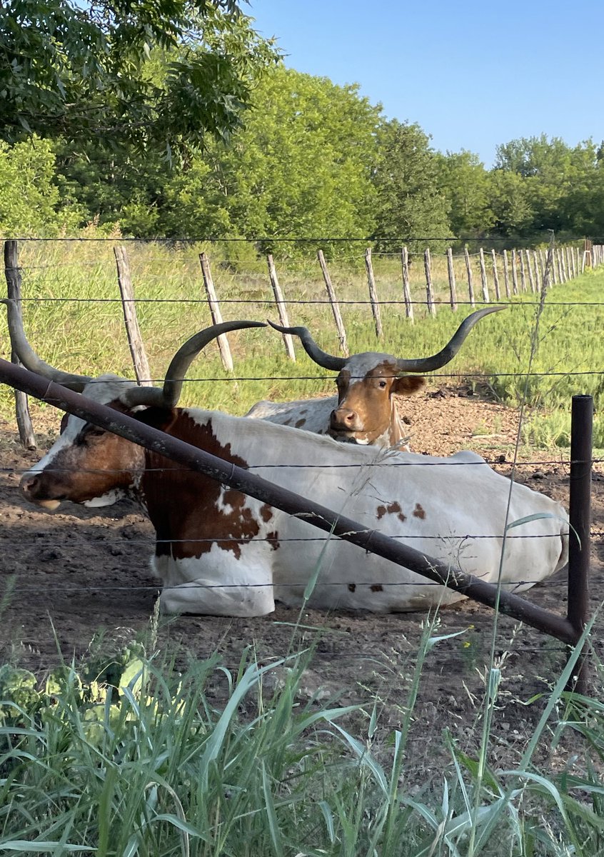 Well Water Finders (@wellwaterfinder) on Twitter photo Extreme temperatures means weโre starting our #groundwater surveys early - but it comes with benefits like seeing these amazing #longhorns! <a href="/EMLocator/">EM Locator Technology</a> #wellwaterfinders #emlocatortechnology #waterwelldrilling #txwater #ranchlife #farmlife #ruralproperties #Texas Extreme temperatures means weโre starting our #groundwater surveys early - but it comes with benefits like seeing these amazing #longhorns! <a href="/EMLocator/">EM Locator Technology</a> #wellwaterfinders #emlocatortechnology #waterwelldrilling #txwater #ranchlife #farmlife #ruralproperties #Texas