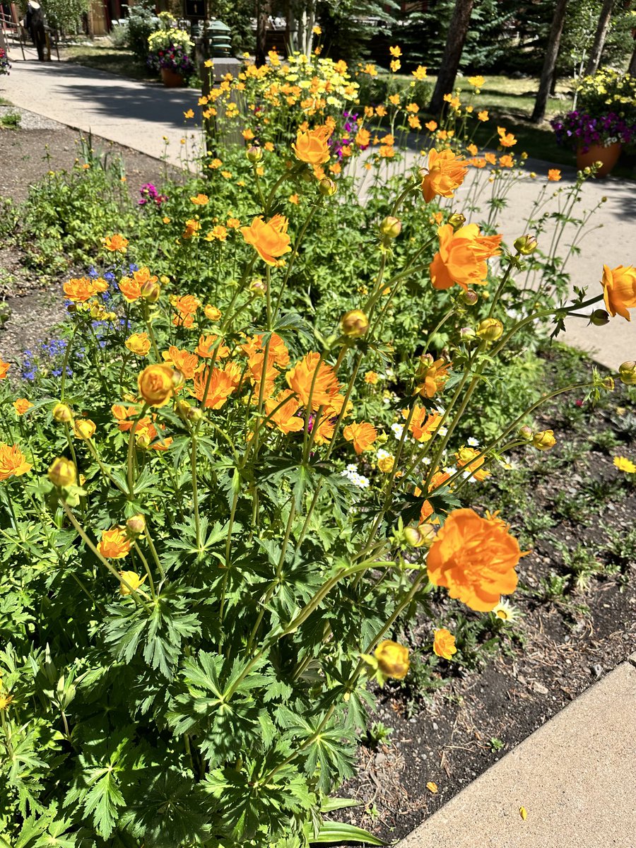 April Kapu, DNP, ACNP-BC tweet media