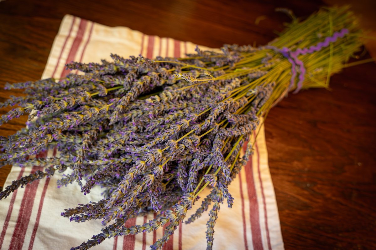 AGDICE1's tweet photo. Lavender u-pick at at Jo's farms in Albuquerque, NM.

Thank you JJ for teaching us how to cut and dry lavenders.

近所のラベンダー畑に摘みに行ってきました。オーナーのJJが親切に摘み方、乾燥の仕方を教えてくれました。

#lavender #upick #ラベンダー https://t.co/DWC85OLEeh