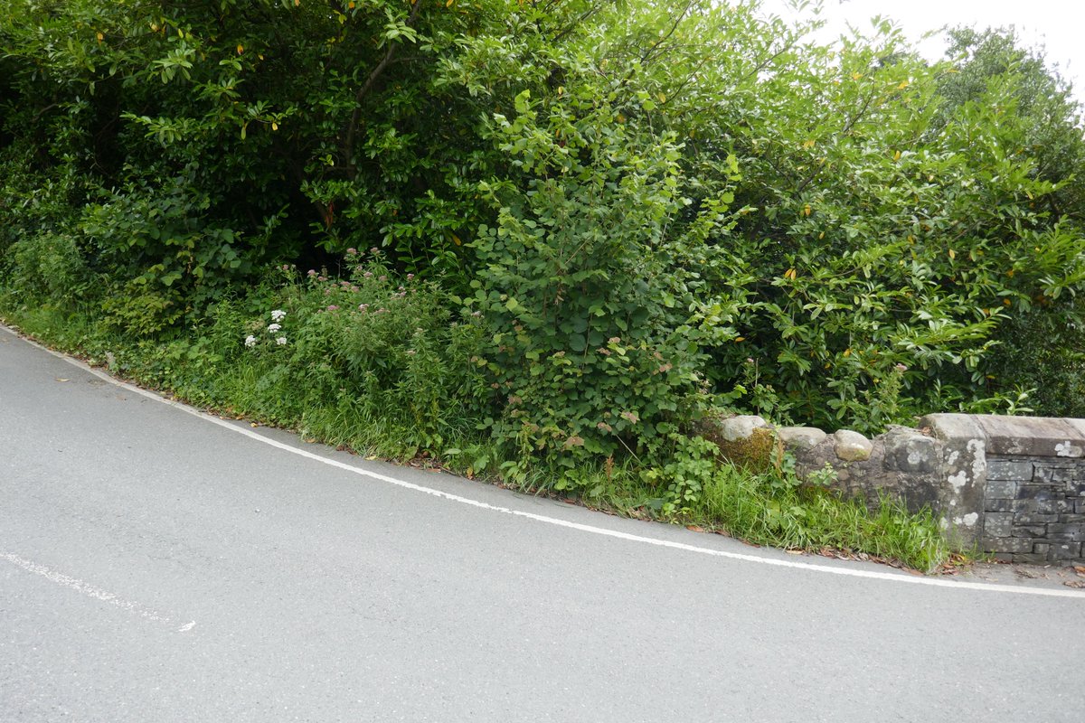 TheLengthsman's tweet image. Been improving driver vision in #SparkBridge this afternoon ~ seeing the blue car says it all !
#Lengthsman making #RuralRoads safer