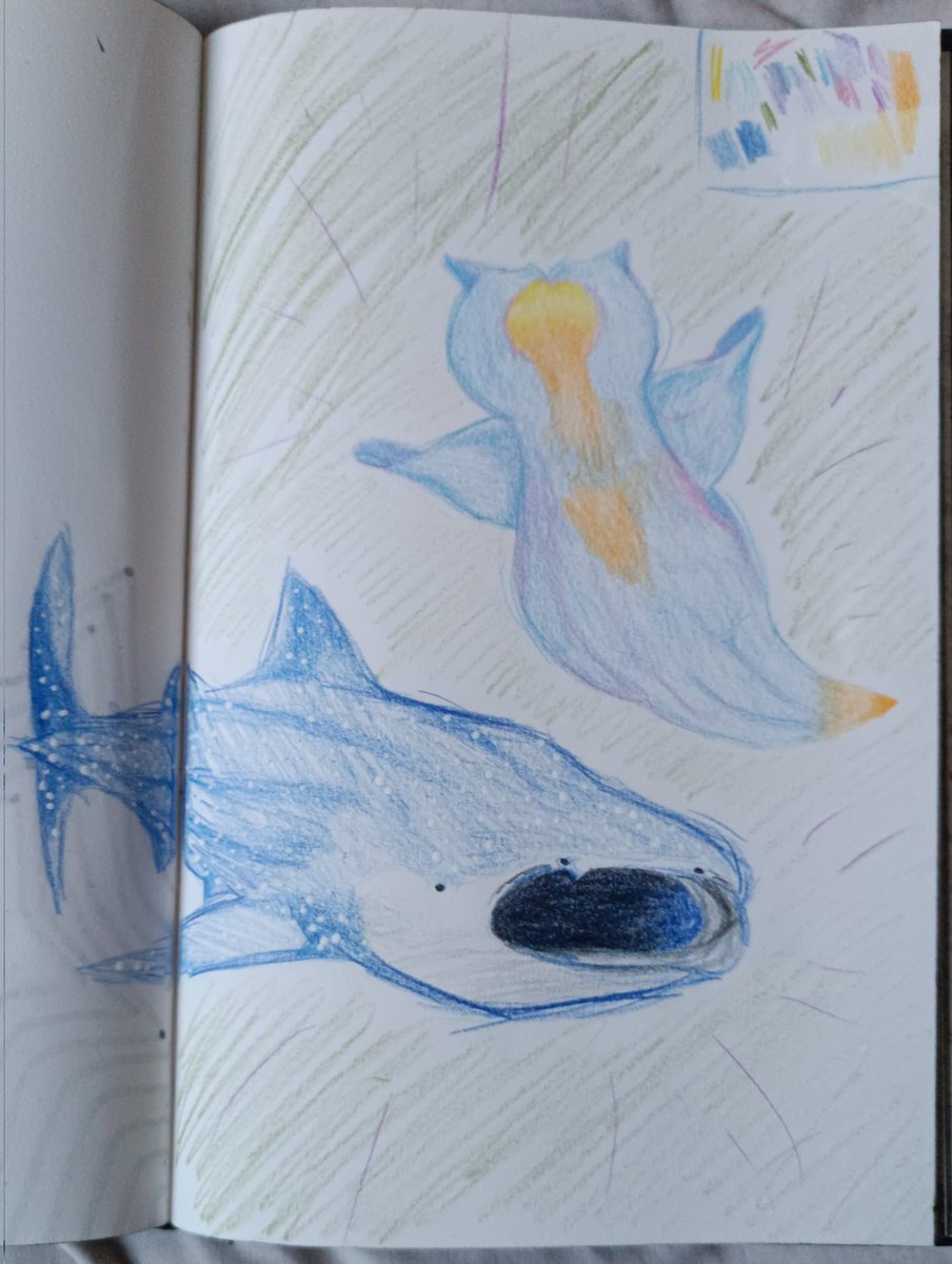 monehri's tweet photo. whale shark and sea angel!! 
🦈 https://t.co/lO9FANW8Q0