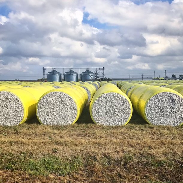 Hear the inspiring story of Stately Cotton founder, Michael Waters, as he discusses sourcing high-quality cotton from local growers for his state themed apparel business. buzzsprout.com/2156479#homegr… #locallygrown #cotton #madeinusa