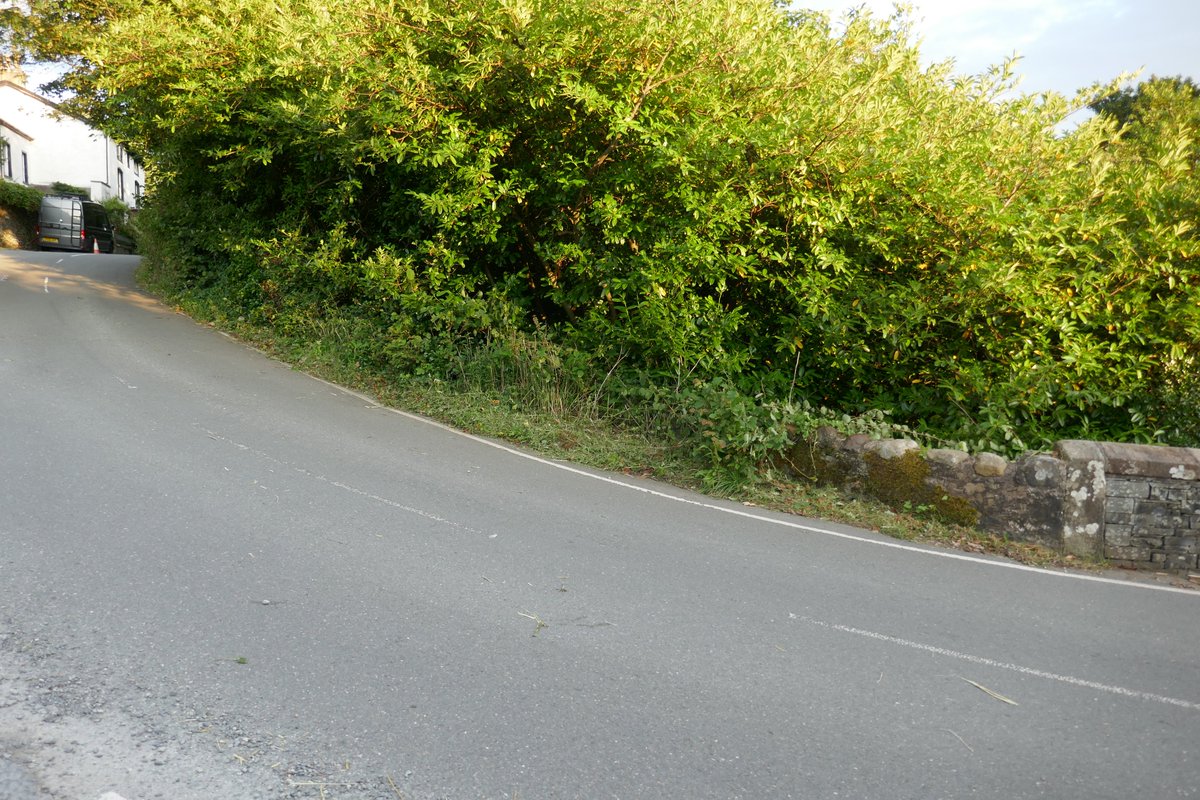 TheLengthsman's tweet image. Been improving driver vision in #SparkBridge this afternoon ~ seeing the blue car says it all !
#Lengthsman making #RuralRoads safer