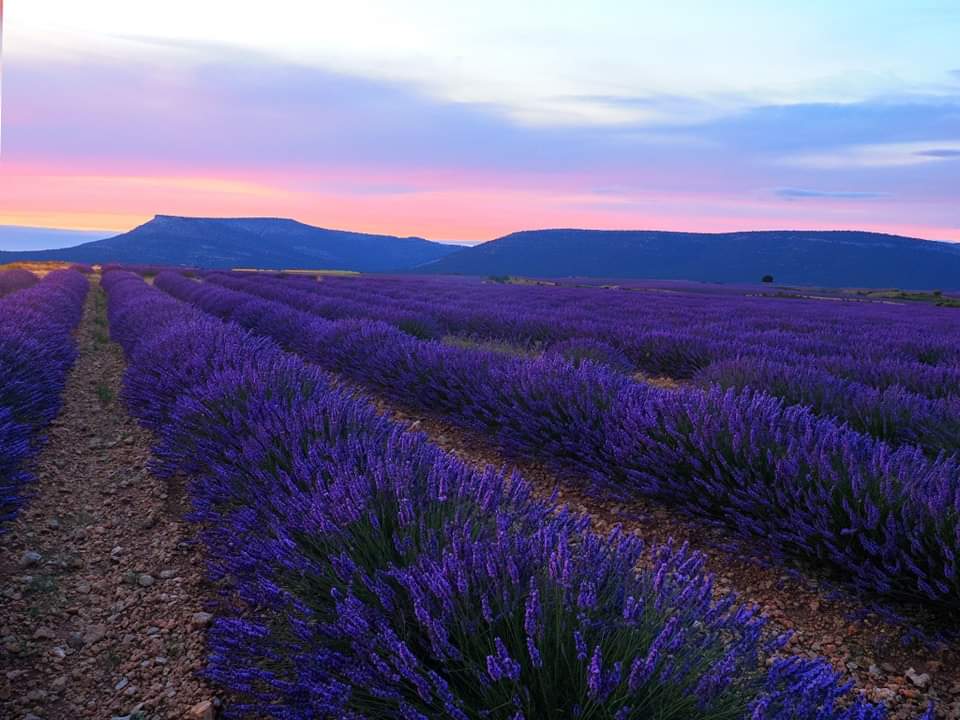 #BurgosTeEspera, porque #BurgosParaiso es #BurgosDestinodeEnsueño 
#Burgosenelmundo te muestra
#Burgospordescubrir
Campos de Lavanda en Caleruega #Burgos, al atardecer
Por Lourdes Ortega Poza