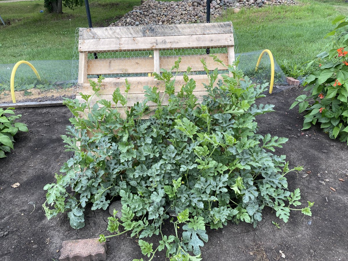Michelledezz's tweet photo. I’m obsessed with my first try growing watermelon. If I get even ONE, I’m putting in 300 acres next year 😂 https://t.co/eZo9CgjOmk