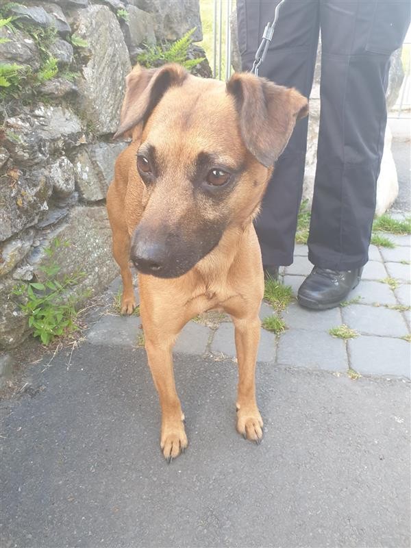 Ulverston Policing Team 

Lost dog handed in this evening, found the Hoad area of Ulverston. 

Small, girl, tan coloured , terrier type - very friendly.

If this is your dog, please phone 101 and quote 

CP 20230720 - 0245 

Please share