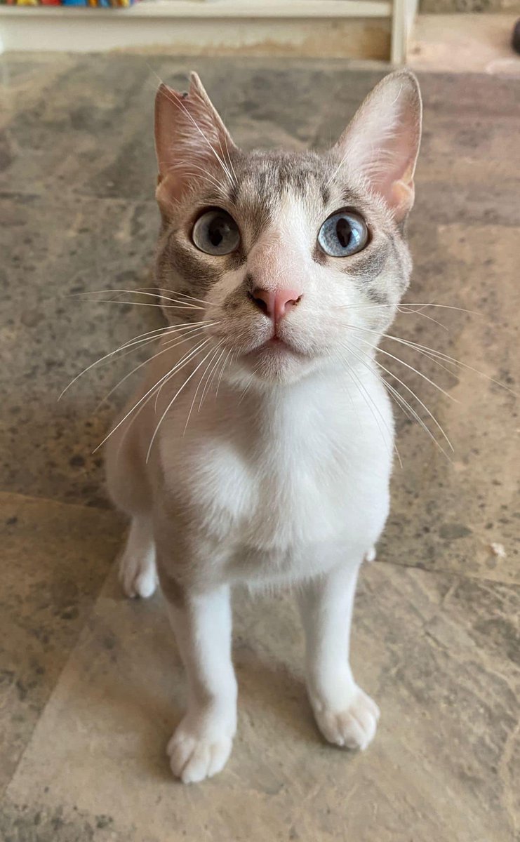 SfHuellas's tweet photo. Felipe busca familia♥️📢

Es un gatito muy cariñoso, tranquilo y divertido🥰

Es negativo a inmunodeficiencia y leucemia felina, desparasitado, esterilizado y vacunado🩺✅ https://t.co/STRq1WbYCT