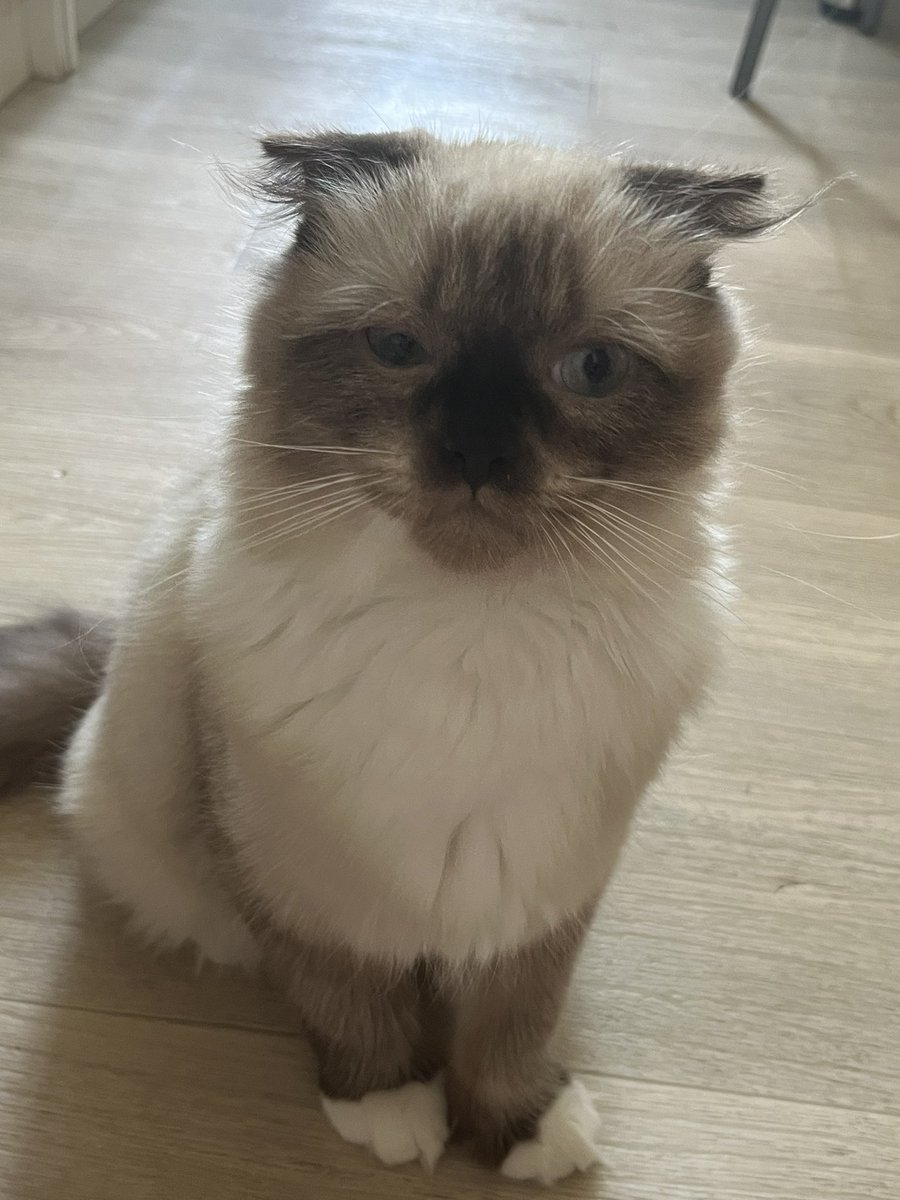 admwwt's tweet photo. Поскольку меня тут давно не было, но я чего-то решила вернуться, я хочу поделиться с вами кое-чем!
В начале этого года моя жизнь очень изменилась и произошло много важных событий. 
И вот одно из них.
Знакомьтесь, это Кокос! Он живет со мной уже 7 месяцев🥹
И я его очень люблю❤️‍🩹 https://t.co/EczJ7OMl6n