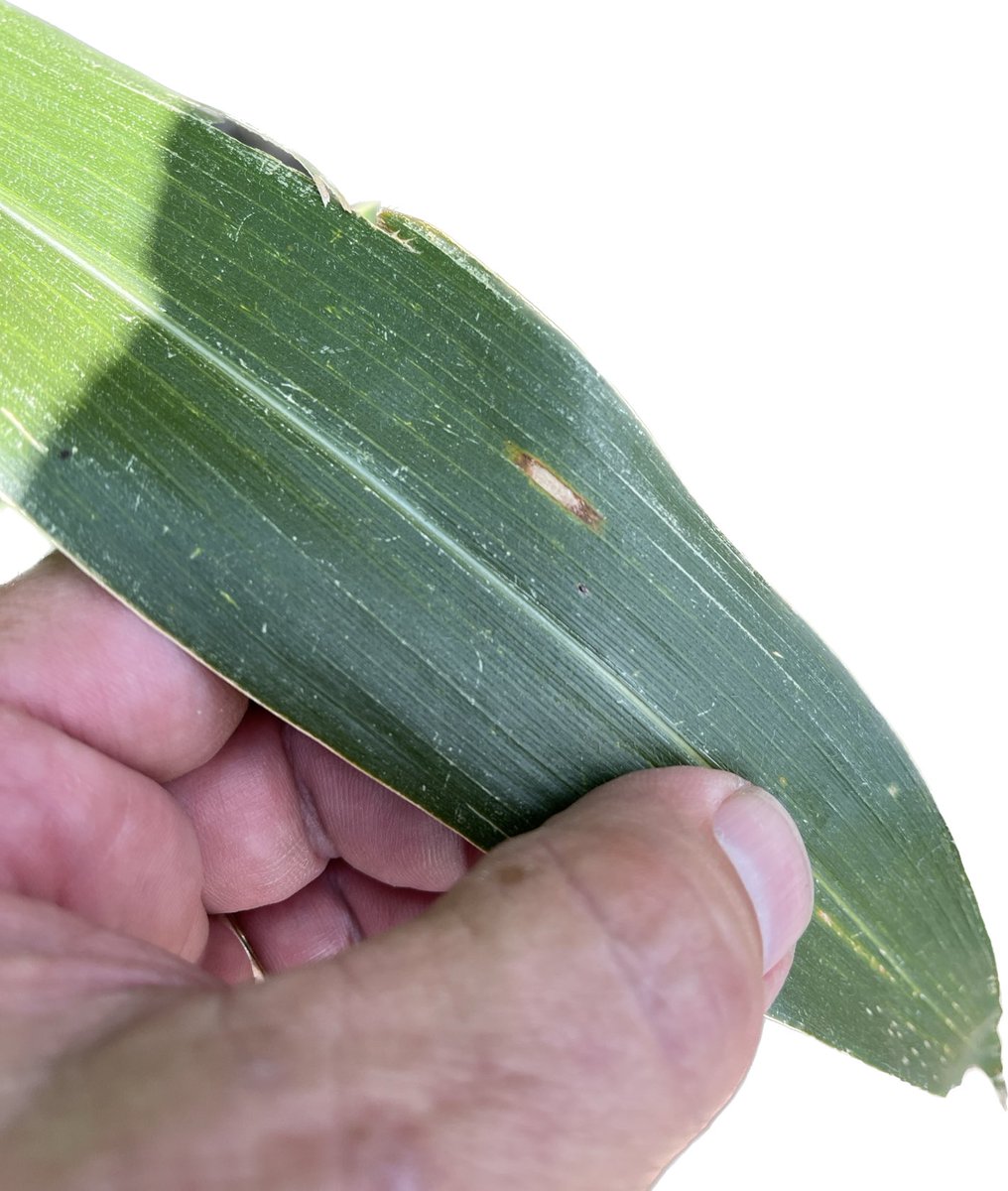 Gray Leaf spot and if you zoom in you’ll see A tar spot lesion as well.  Black Hawk County Iowa. Waterloo AIA site. ⁦<a href="/SyngentaUS/">Syngenta US</a>⁩