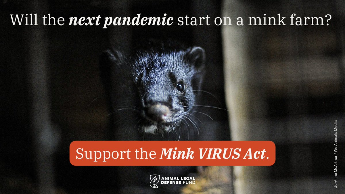 ALDF's tweet photo. TAKE ACTION: Mink farming is unnecessary, inhumane, and dangerous, and the #MinkVIRUSAct (H.R. 3783) will end this cruelty. No fashion item can justify the suffering caused or the ongoing health threats caused by the conditions on these farms. https://t.co/hN5m5B6Rn5 https://t.co/htZZz8pHSt