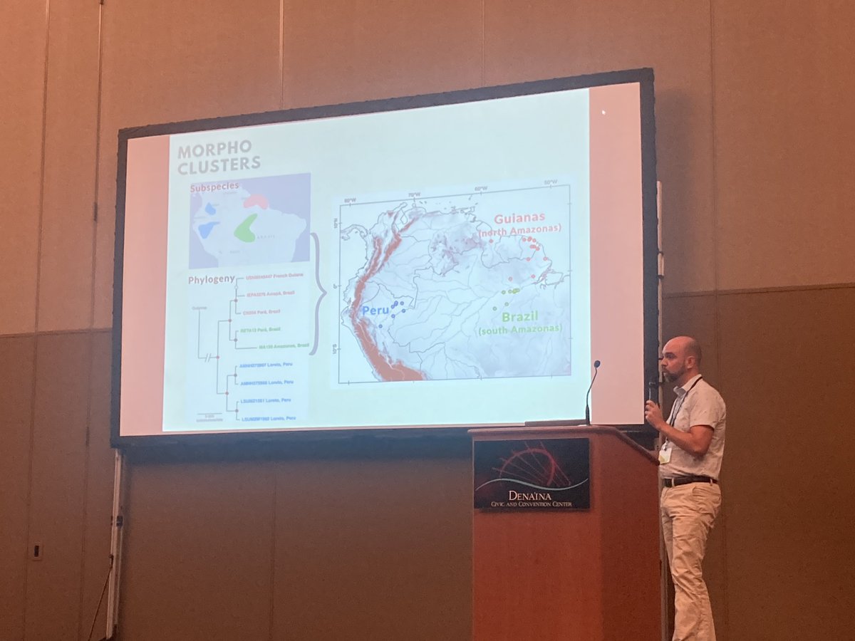 Taxonomy: Deep genetic divergence contrasts with phenotypic conservatism in Neotropical pygmy squirrels—@edfabreu

- Researchers haven’t found discrete morphological characters in Sciurus pusillus group ➡️ proposed one species
- DNA, baculum suggest at least 2 species

#IMC13