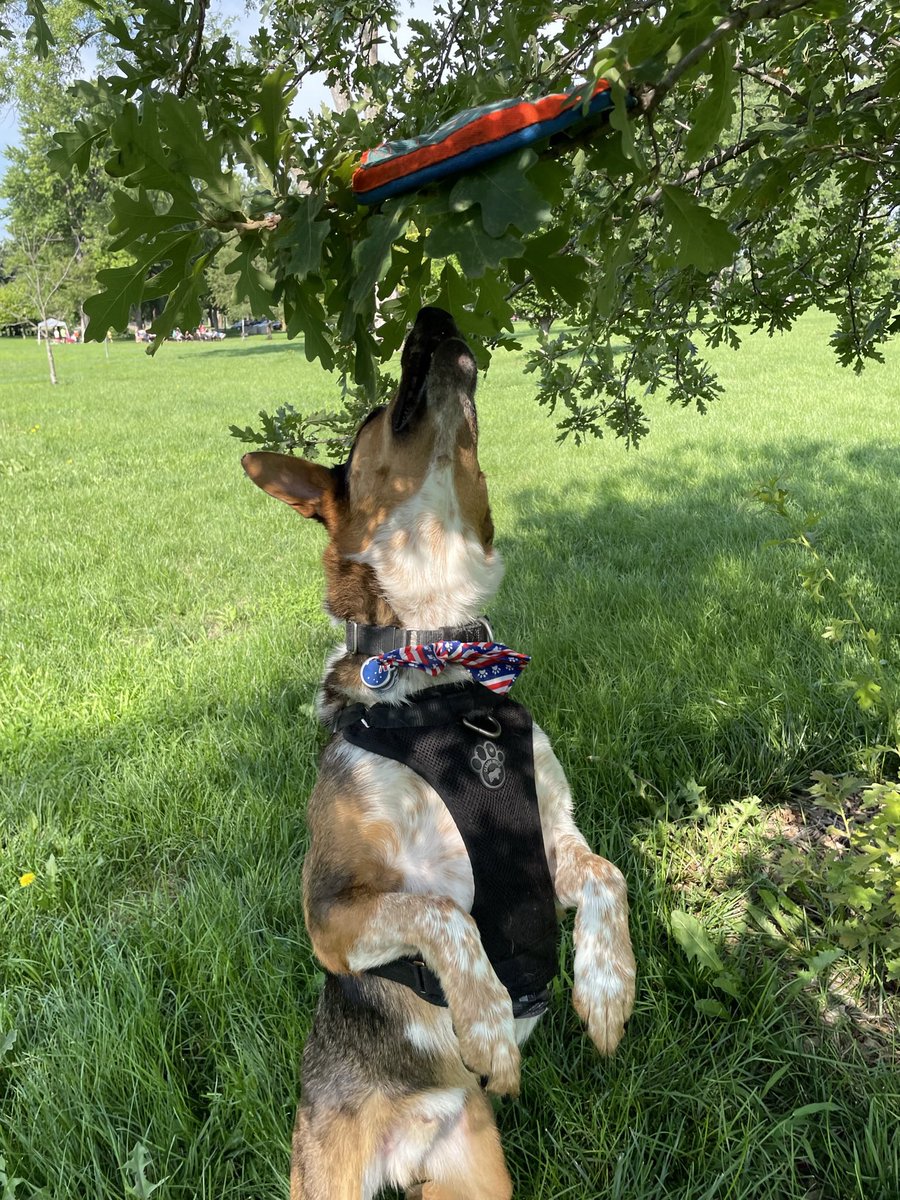 Day 20 “Hotdog” Hoooowl Mom Said I Was A “Hotdog” & A “Weiner” Jumping Up & Snatching My Frisbee Out Of De Tree! 😂🌭🌳🥏🐶🌭😂#PhotoChallenge2023July #NationalHotDogDay #dogsoftwitter #CatsOfTwitter #ZSHQ #TBT #NationalMoonDay #PennsylvaniaDay #WorldJumpDay