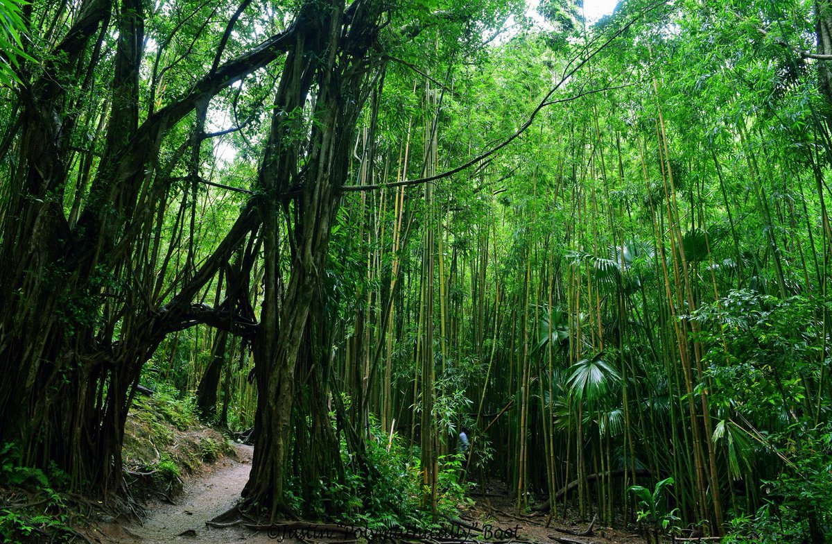 EmilianoV27's tweet photo. El verde es mi color favorito 
🍀🌲☘️🌿🍃 https://t.co/jSaY7JSDKb