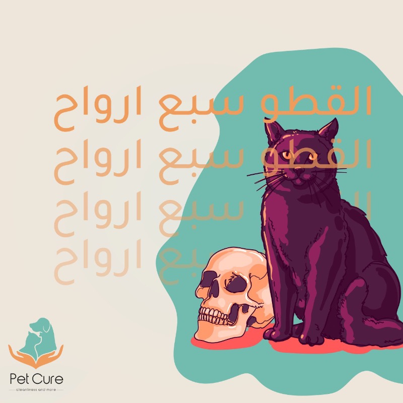 Petcure_org's tweet photo. من المقولات المشهوره عن القطط انهم بسبعة ارواح وهذي المقولة سببت كثير من الحالات الطارئة والقفز من الاماكن المرتفعه يسبب نزيف داخلي!
انتبه لـ اليفك!😶🌫️💚
#pets #pet_cure #petsupply #pet_photography #petcare #pet #pethealth #petsupplies #pet_services