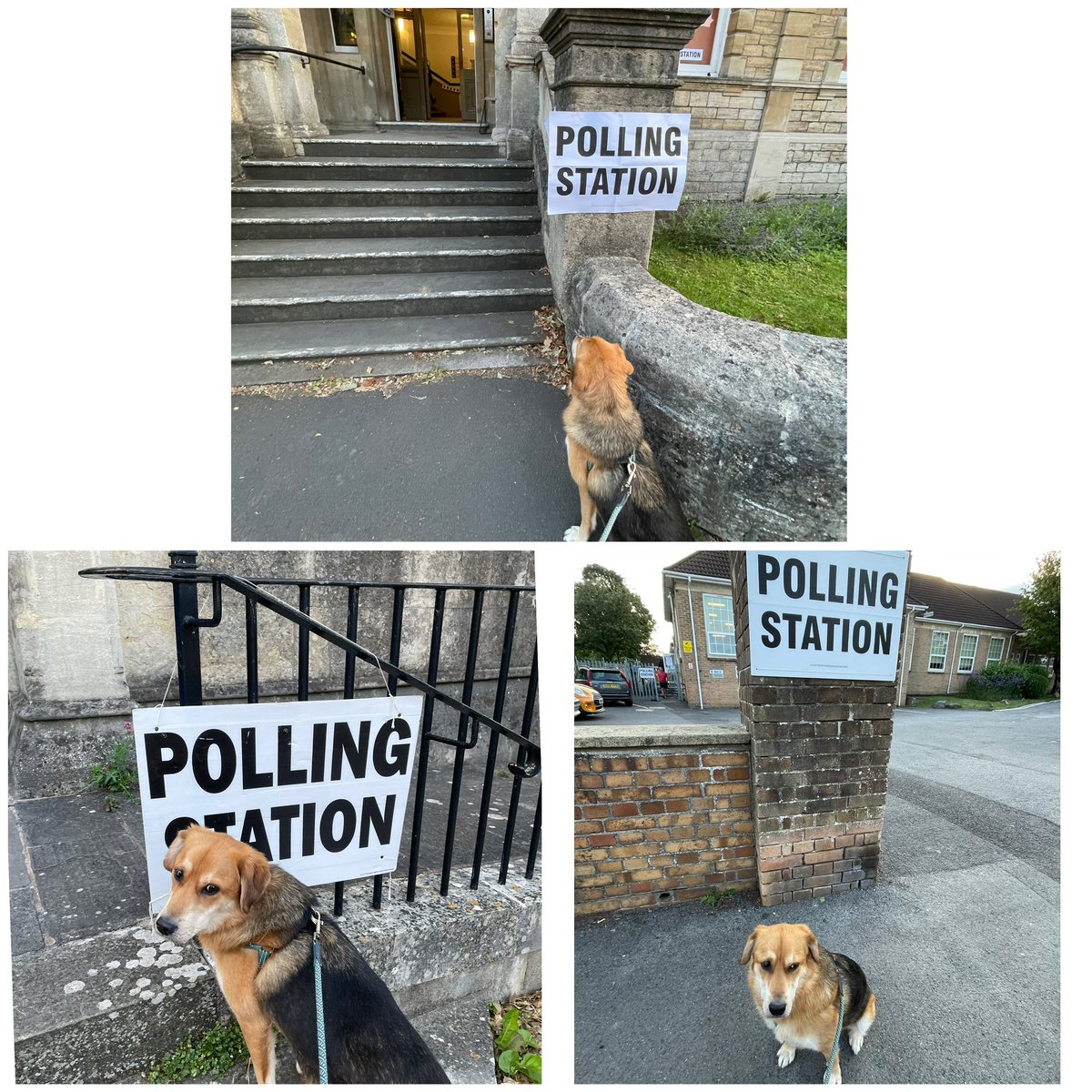 Little last minute Tour de Poll with Alan before I head to the vote count 🗳️🤞🏼 #VoteRosie #Rosie4SomertonAndFrome #DogsAtPollingStations