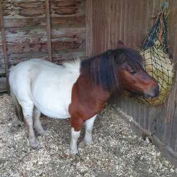 Urgent, please retweet to HELP FIND MAISY, SHETLAND PONY STOLEN FROM FIELD #CASTLECOMBE #CHIPPENHAM #WILTSHIRE Aged 16, female, she could be in another area now, do you have door bell or vehicle footage? Please share widely DETAILS doglost.co.uk/dog-blog.php?d… #horses #pony #Shetland