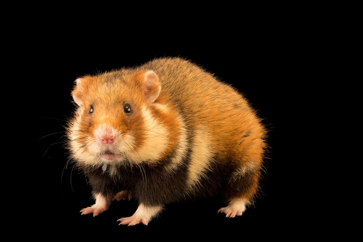 bullish on the newly created onchain livestream animal betting industry