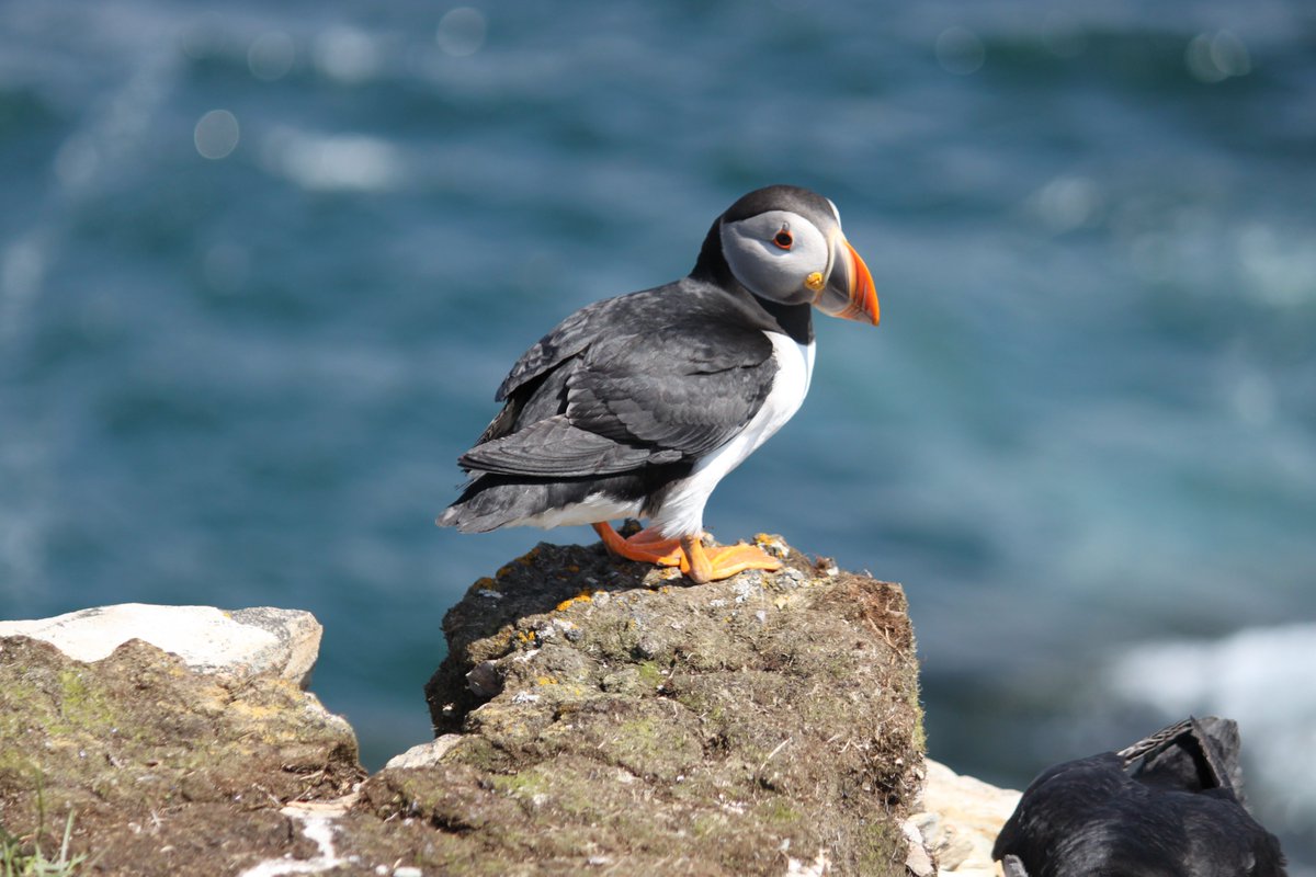 saltsoaks's tweet photo. @EddieSheerr those are great temps but look at these great puffins Eddie https://t.co/j0ZHAljrlC
