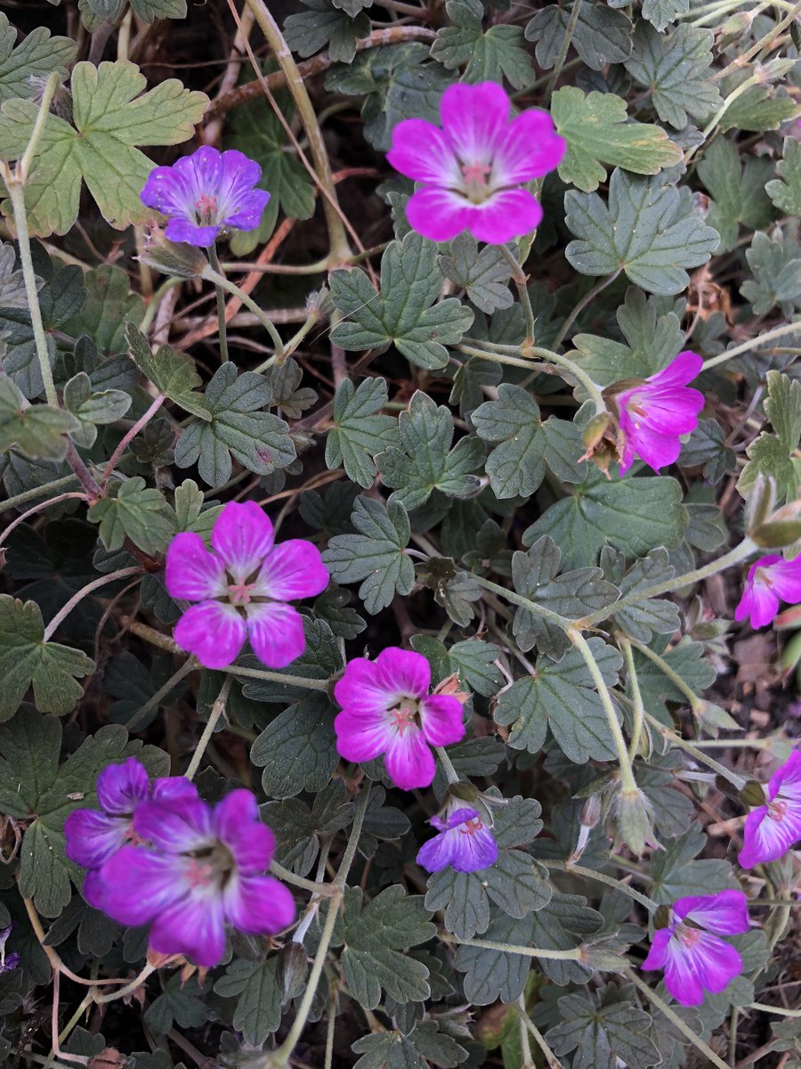 CroftonGarden's tweet photo. Today’s blooms @ #RailwayGarden. Geranium Orkney Cherry. White flowering Ranunculus. Lavatera. &amp; a pink flowering Hebe. Don’t always know the formal names but Always great to see different flowers bursting into colour each week. https://t.co/SzJhXrXgRi