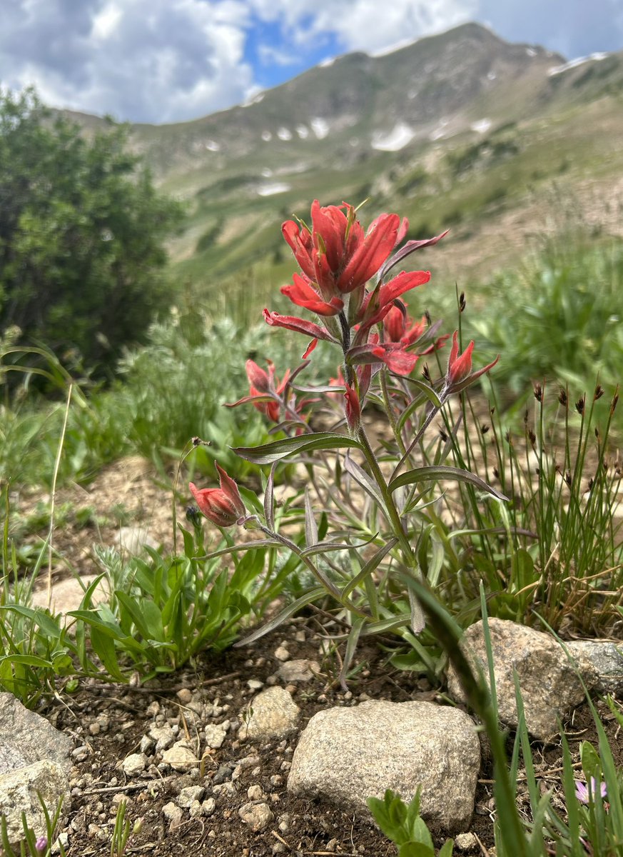 sunbittern's tweet image. Phacelia, paintbrush, alpine primrose