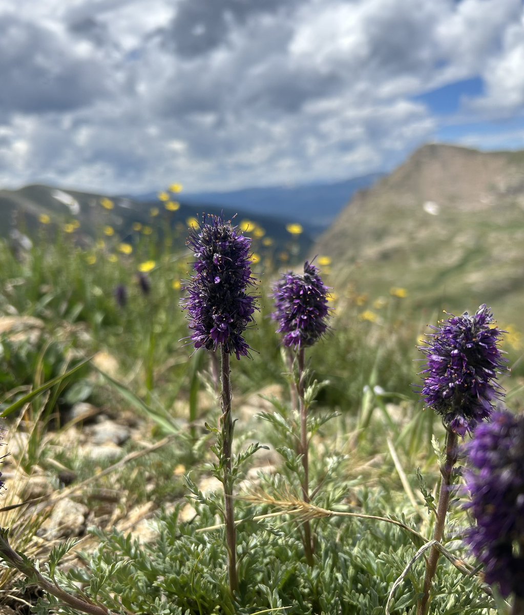 sunbittern's tweet image. Phacelia, paintbrush, alpine primrose
