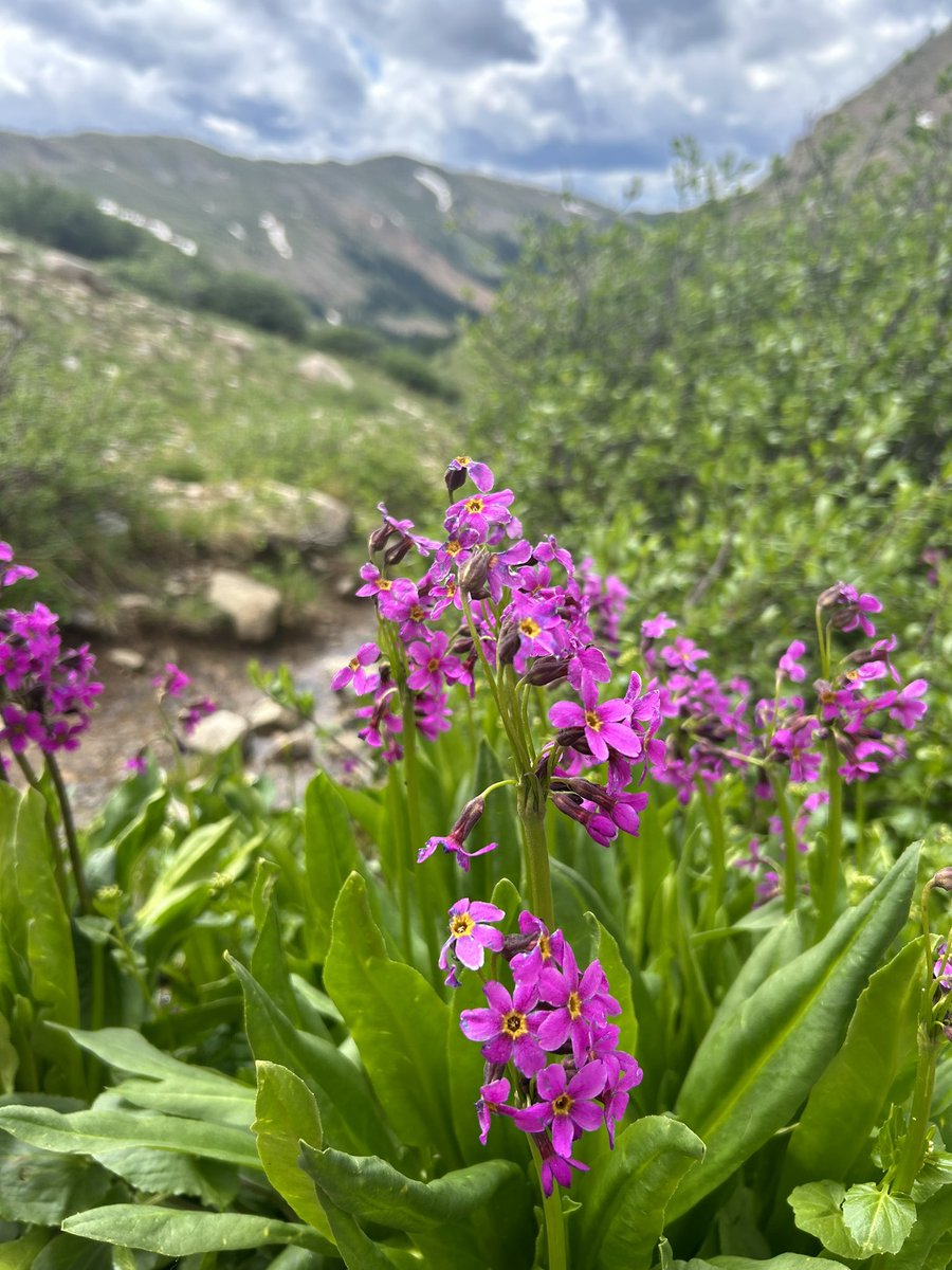 sunbittern's tweet image. Phacelia, paintbrush, alpine primrose