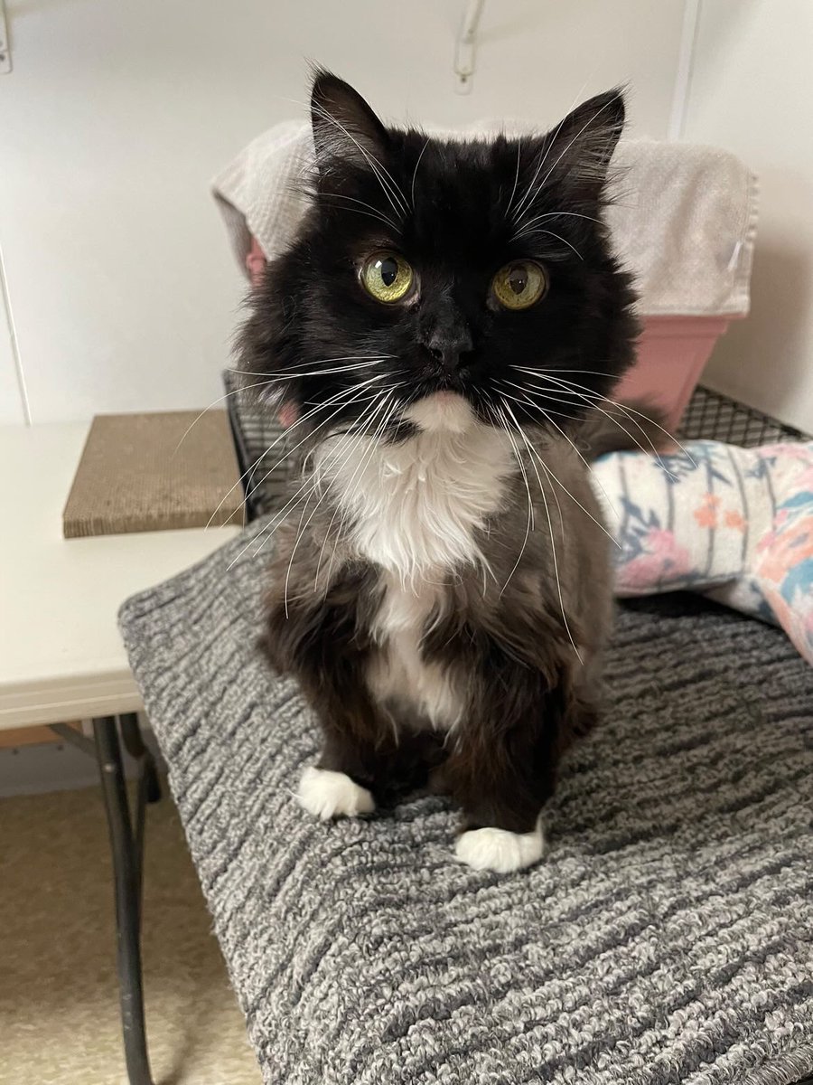 wecare_rescue's tweet photo. Squirt has been at WeCare for 743 days! We celebrated her 12th birthday at the shelter. Maybe she can celebrate her next birthday in her forever home? Come visit Squirt in Saint Helena! #forgottensoulshour #cats #US https://t.co/mDTgGkC2dp