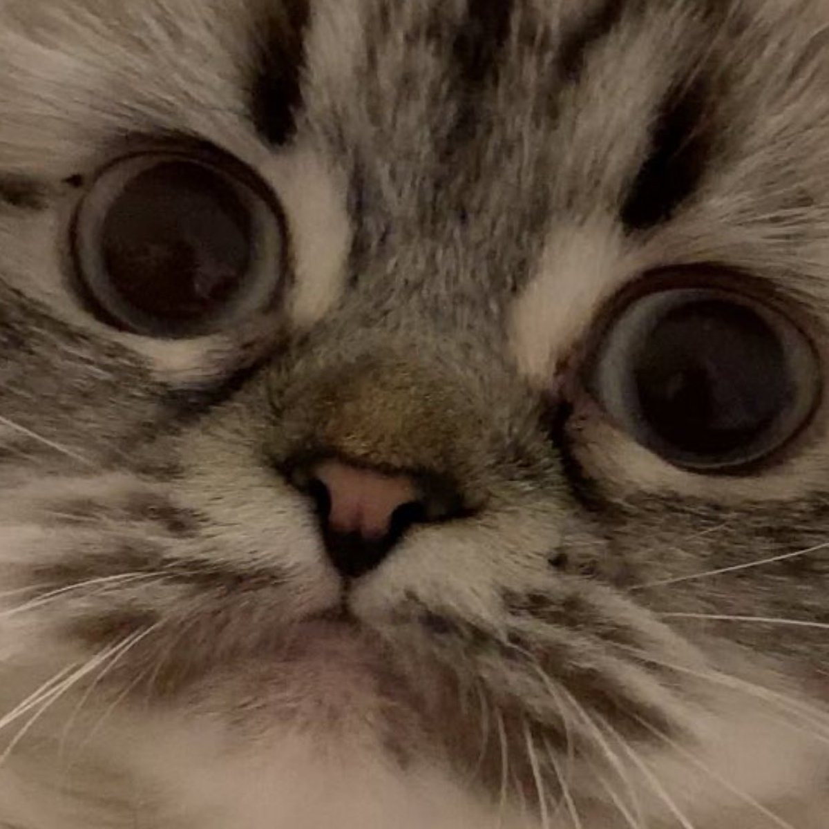 fnard2's tweet photo. @nighdruth Will it be dropping on Patreon tonight? My anticipation has reached it's boiling point. https://t.co/RoQK7qNSsA