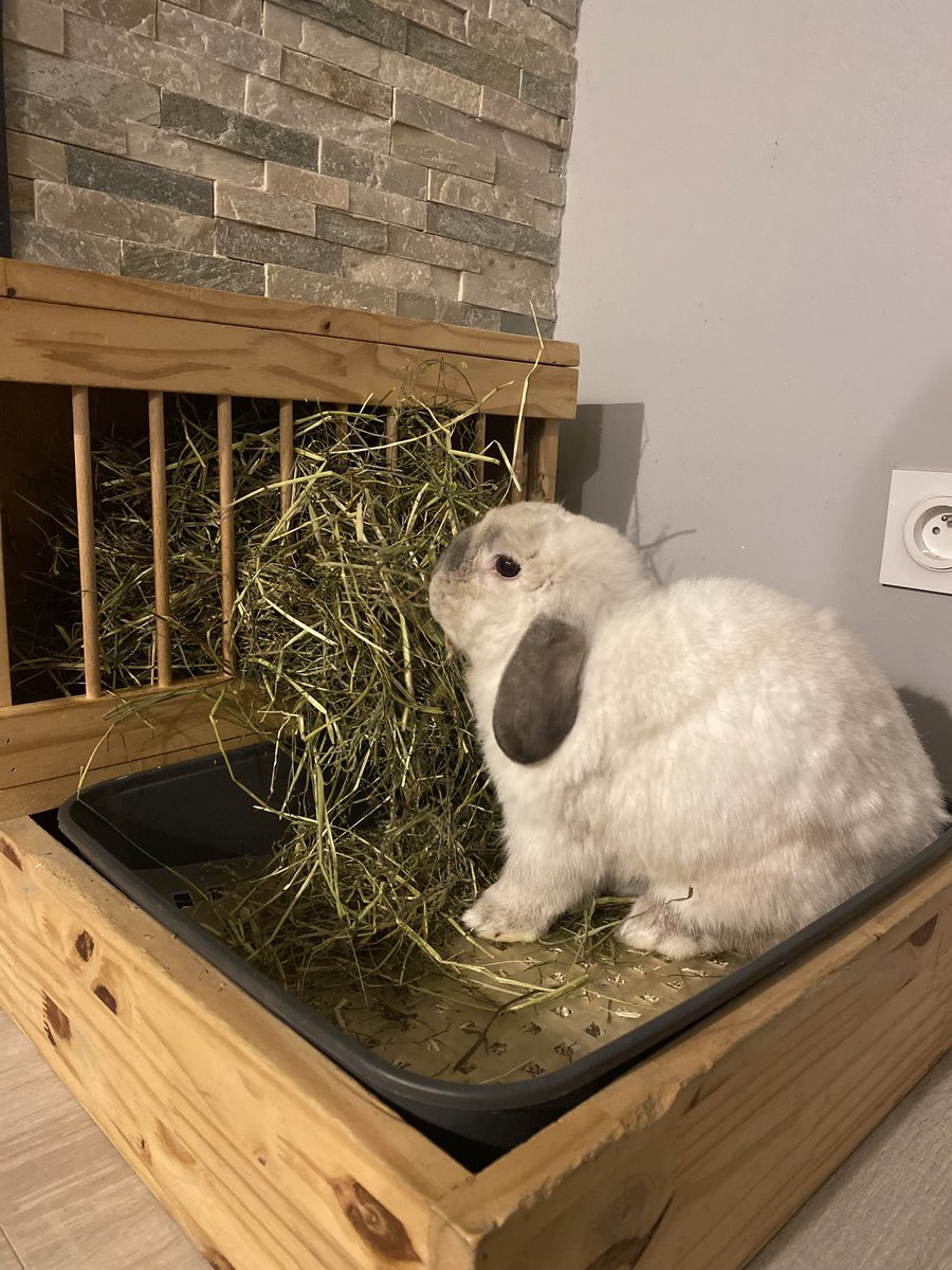 Cecilia57311's tweet photo. Je sature de lire les aprioris des gens sur les lapins…
Petit point : 
- un lapin s’éduque comme un chat d’appartement
-un lapin ne pue pas ( la litière ça se nettoie régulièrement)
-un lapin se n’est PAS un RONGEUR
-un lapin n’a RIEN à foutre dans une cage https://t.co/OLqm28Va7j