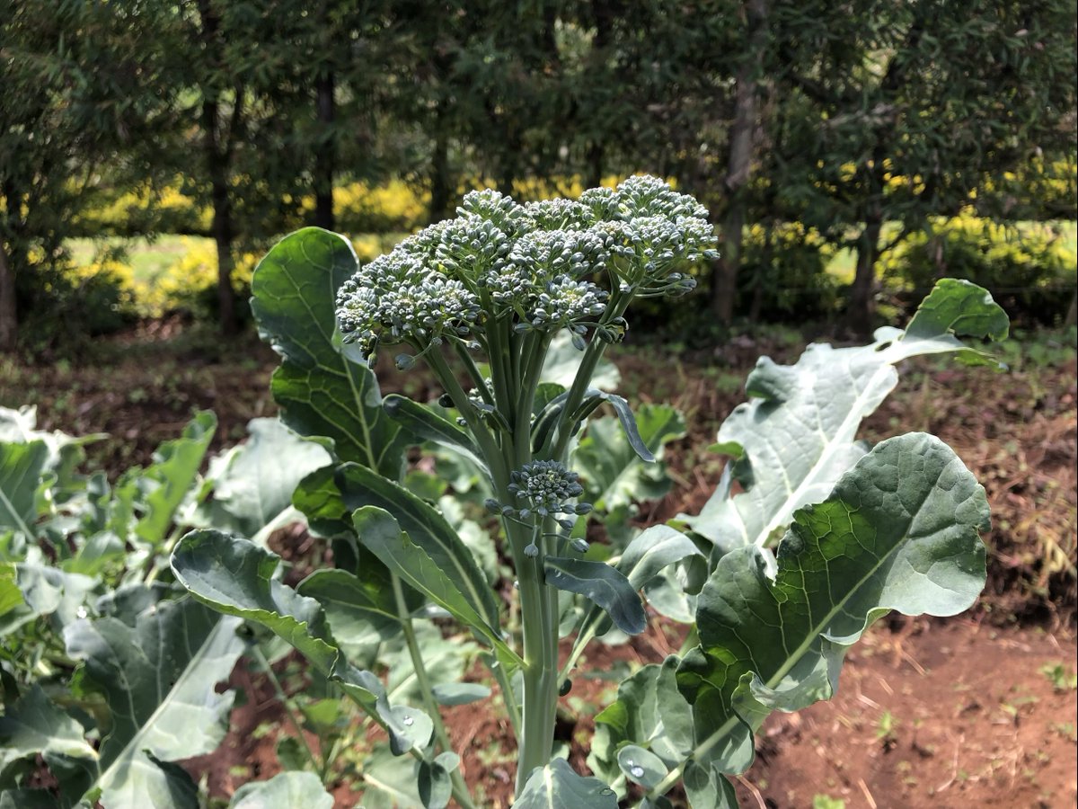 Kiamen Farms tweet media