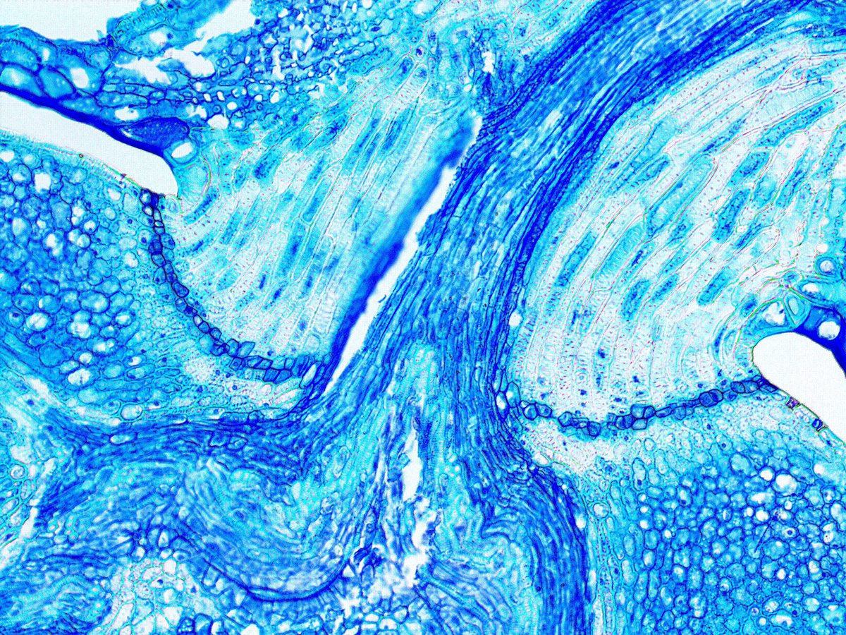 UMassIALS's tweet photo. Excellent submission for the #ialsimagecompetition from Rachel Tavares, graduate student from Biology, with PI Ana Caicedo!
#ialscbd
Read more: https://t.co/8NC3UEX4sW https://t.co/aumiEJO6hA
