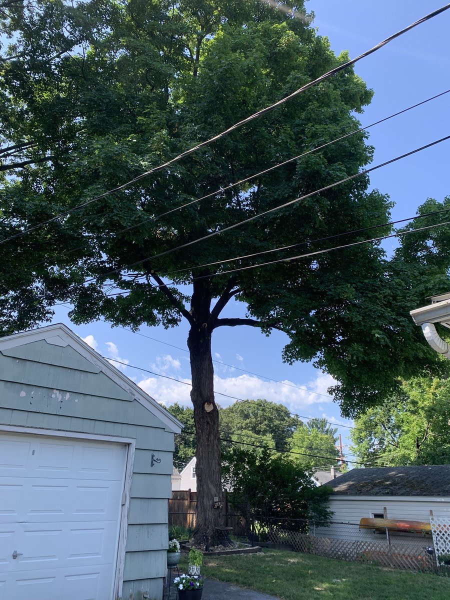 GlassHeart5's tweet photo. Sugar maple tree trimming day! Thank you to Flower City Tree (& @SilentOne_77 for the recommendation), they did an awesome job! @Flowercitytree #roc #roctwitter #rochester https://t.co/EOilQJMkFo