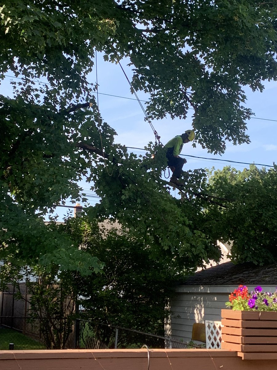 GlassHeart5's tweet photo. Sugar maple tree trimming day! Thank you to Flower City Tree (& @SilentOne_77 for the recommendation), they did an awesome job! @Flowercitytree #roc #roctwitter #rochester https://t.co/EOilQJMkFo