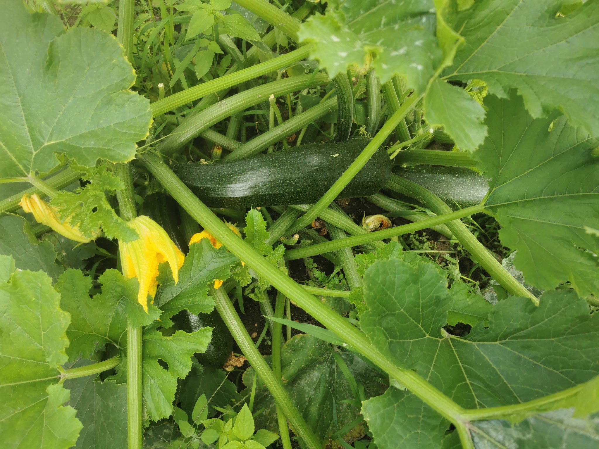 Sasa Zatata 🌠 on Twitter "Die Zucchini wachsen ohne Ende und werden riesig (und trotzdem lecker